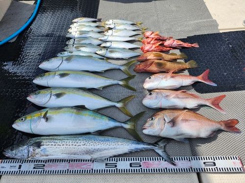 ハマチの釣果
