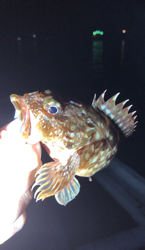 タケノコメバルの釣果