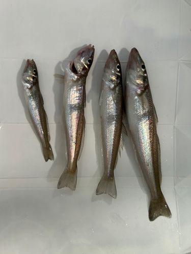 キスの釣果