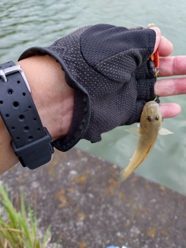 マハゼの釣果
