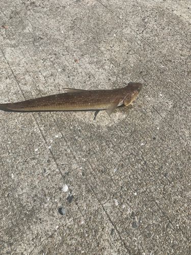 エソの釣果