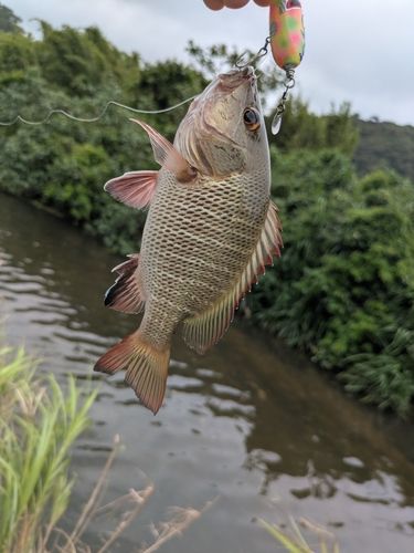 釣果