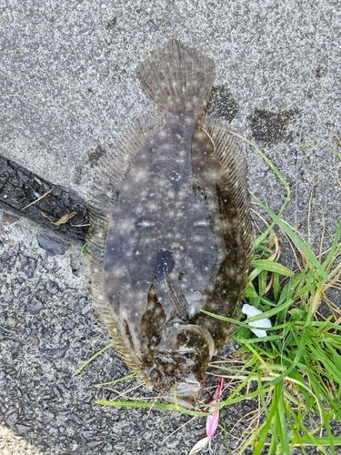 ヒラメの釣果