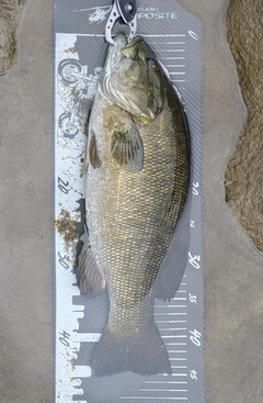 スモールマウスバスの釣果