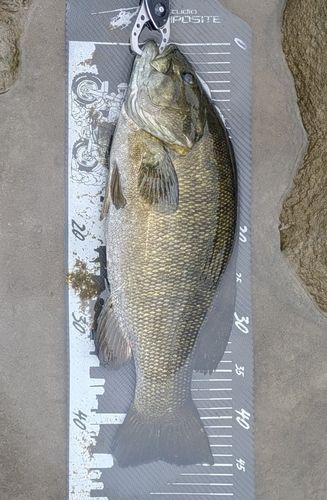 スモールマウスバスの釣果