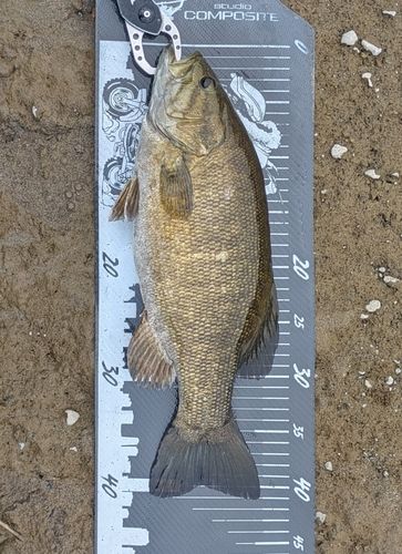 スモールマウスバスの釣果