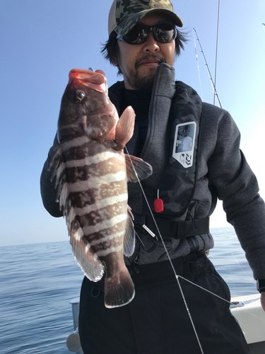 マハタの釣果