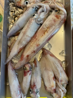 ケンサキイカの釣果