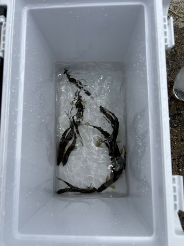 アユの釣果