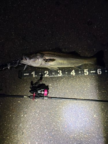 シーバスの釣果