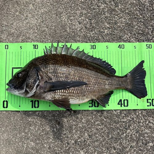 チヌの釣果