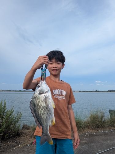 キビレの釣果