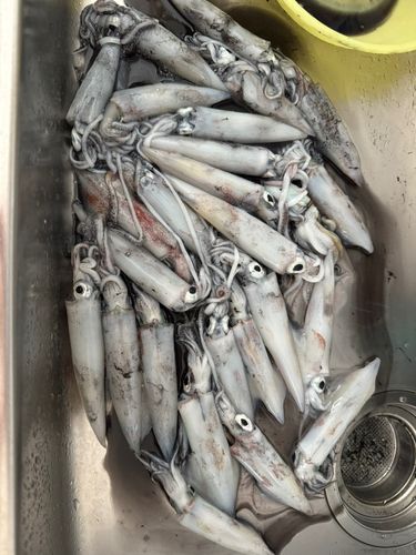 イカの釣果
