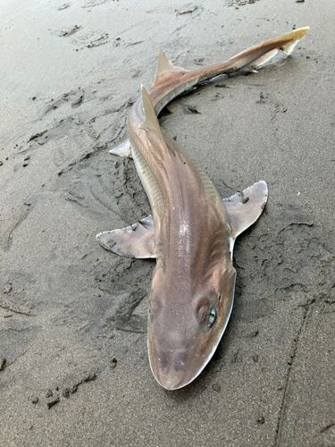 ホシザメの釣果