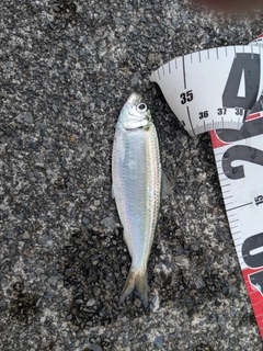 サッパの釣果