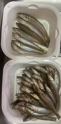 キスの釣果