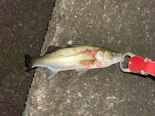 フッコ（ヒラスズキ）の釣果