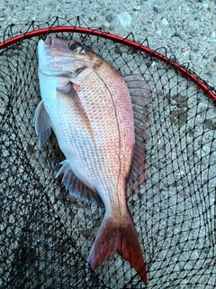 マダイの釣果
