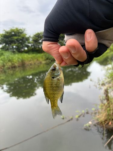 ブルーギルの釣果