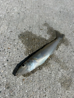 シロギスの釣果