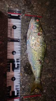 コノシロの釣果