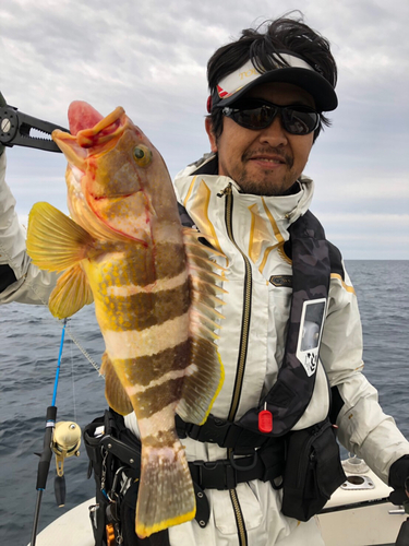 アオハタの釣果