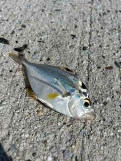ヒイラギの釣果