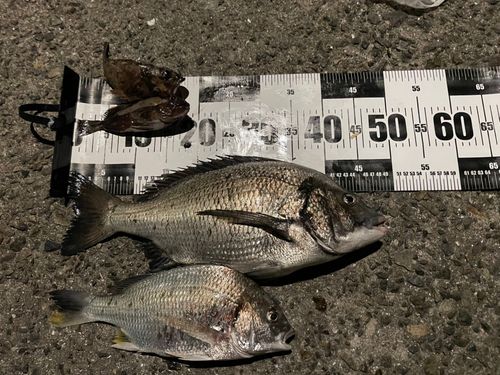 チヌの釣果