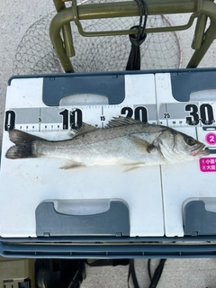 セイゴ（ヒラスズキ）の釣果