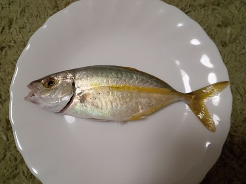 シマアジの釣果