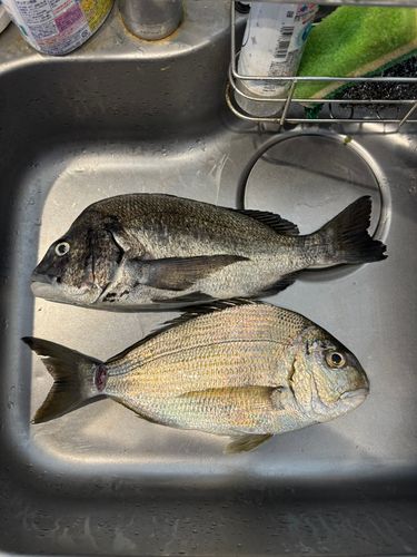 チヌの釣果