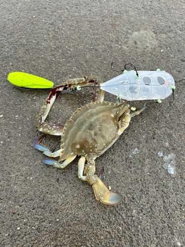 ワタリガニの釣果