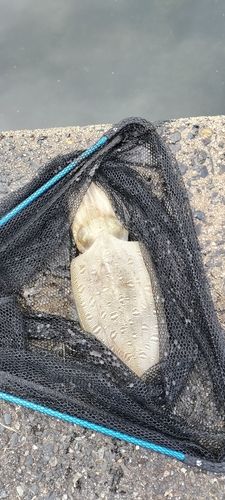 モンゴウイカの釣果