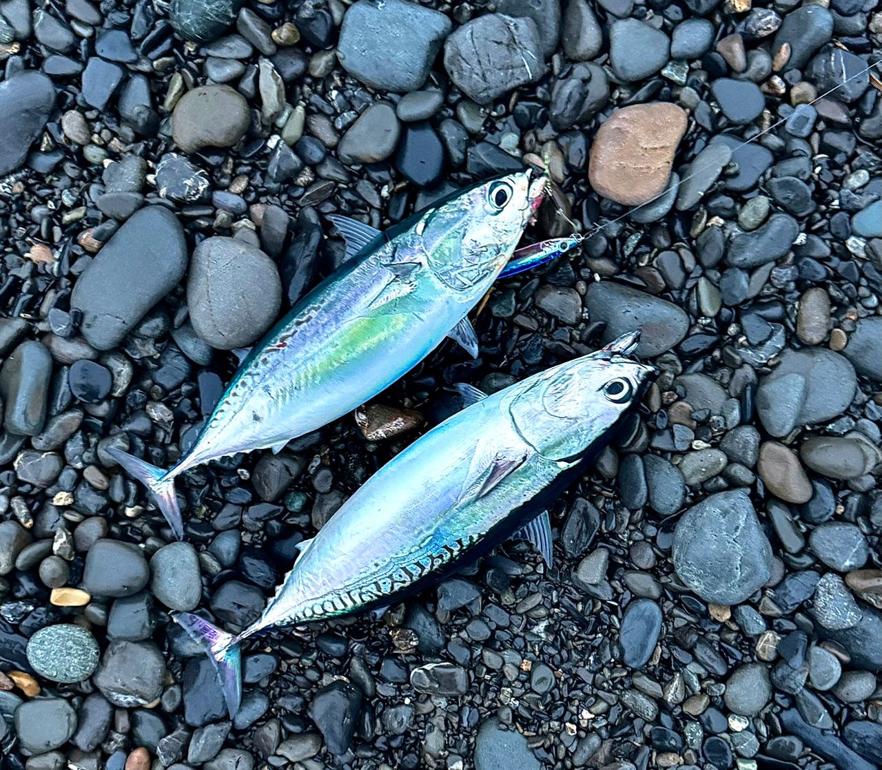 SHIMANO 19ヴァンキッシュ 4000XGの最安値・インプレ・釣果 | 本音の