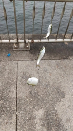 サッパの釣果