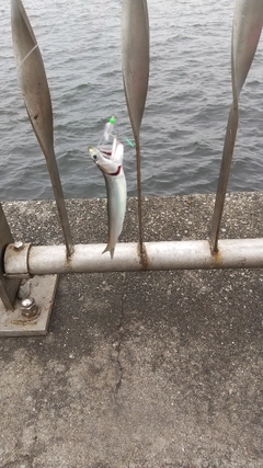 カタクチイワシの釣果