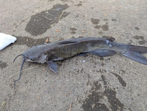 アメリカナマズの釣果