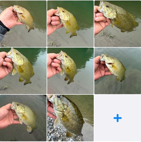 スモールマウスバスの釣果