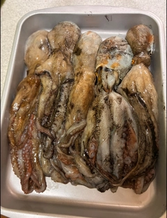 タコの釣果