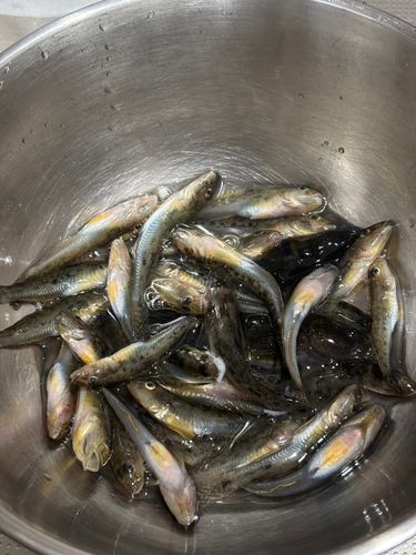 マハゼの釣果