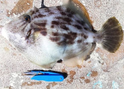 カワハギの釣果