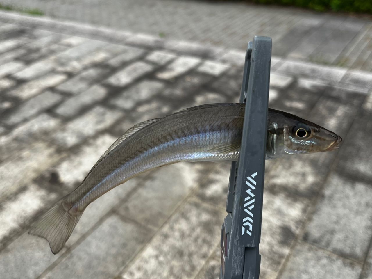 DAIWA 23エメラルダス ストイスト ST（アウトガイドモデル） 88ML-SMT