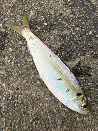 サッパの釣果
