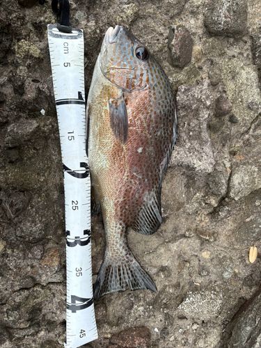 ヘダイの釣果