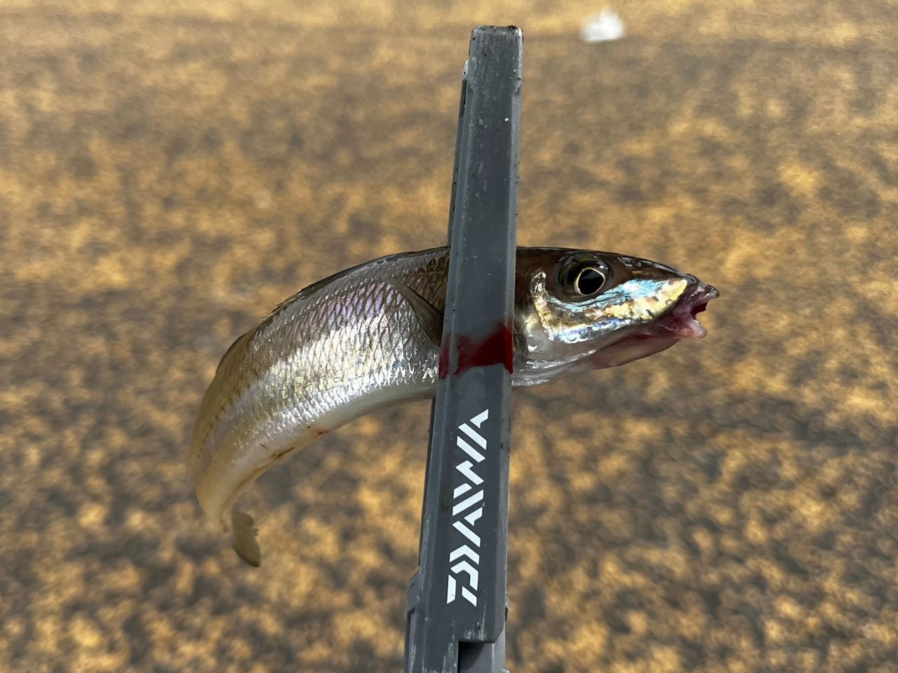 DAIWA 23エメラルダス ストイスト ST（アウトガイドモデル） 88ML-SMT