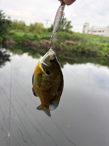 ブルーギルの釣果