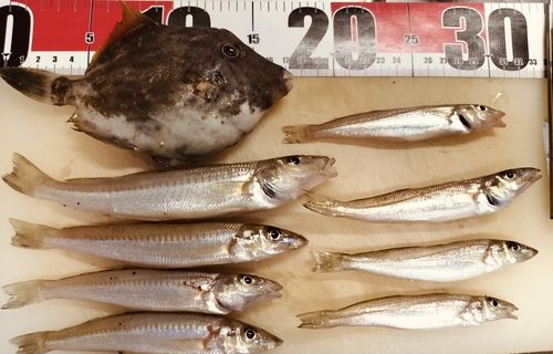 シロギスの釣果
