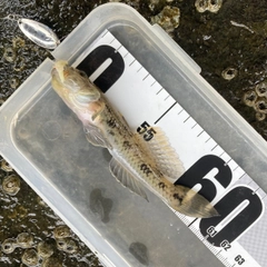 ウロハゼの釣果