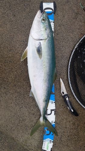 ワラサの釣果