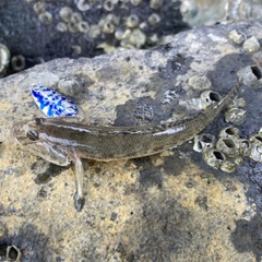 マハゼの釣果